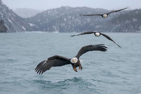 Bald Eagle (Haliaeetus leucocephalus) flying, Alaska, USA