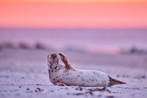 Grey seal (Halichoerus grypus) lying on the beach at sunset, Düne, Helgoland, Schleswig-Holstein,