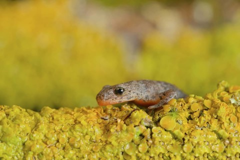 Alpine newt. leaves and lichens. Hessen, Germany
