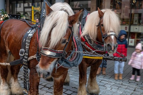 Two cold-blooded horses, draught horses, Nuremberg, Middle Franconia, Bavaria, Germany