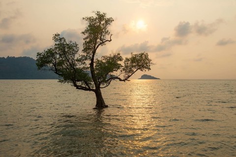 Tree in the sea, The Lonely Tree in the Sea, sunset, Klong Son Beach, Ko Chang, Koh Chang, Mu Ko