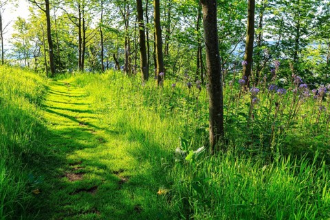 Blue flowers of the Alpine Milk Lettuce (Cicerbita alpina) on the Bärenstein, Erzgebirge, Saxony,