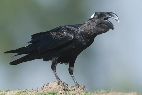 Thick-billed Raven (Corvus crassirostris), Ethiopia