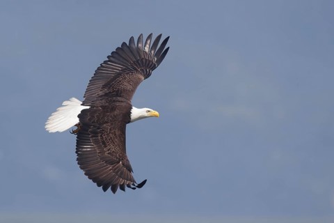 Bald Eagle (Haliaeetus leucocephalus) flying, Washington, USA