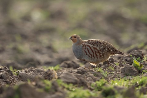 Grey Partridge (Perdix perdix), North Rhine-Westphalia, Germany
