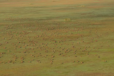 Aerial view, Black lechwes (Kobus leche smithemani), Bangweulu swamps, Luapula Province, Zambia