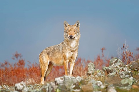 Wild Wolf, Canis lupus, in the nature habitat. Beautiful animal in stone hill, face contact in the