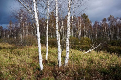 Bog birch (Betula pubescens), in front of a dark sky, Federsee lake nature reserve, UNESCO World