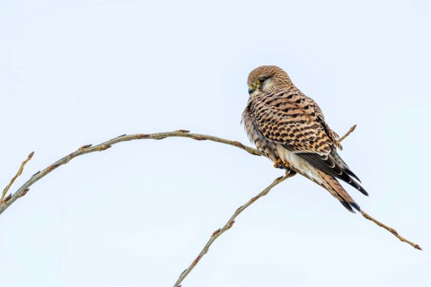 Kestrel (Falco tinnunculus), female, Münster, Tyrol, Austria