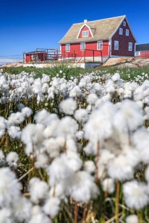 Historic building in front of blue sky, cotton grass, summer, Ilulissat, Disko Bay, West Greenland,