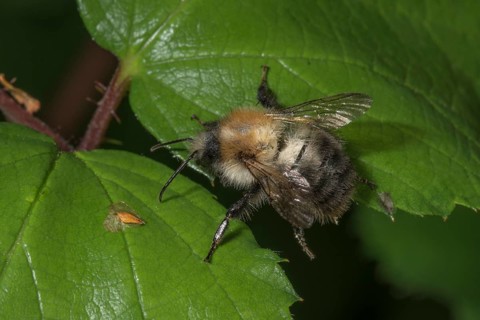 Close-up of a summer fur bee (Anthophora aestivalis) on a green leaf in nature, Baden-Württemberg,