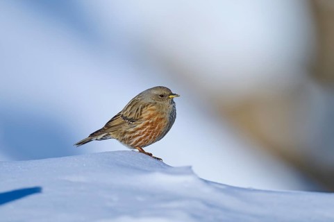 Alpine accentor (Prunella collaris), sitting on a snow surface and looking to the side, Gemmi Pass,