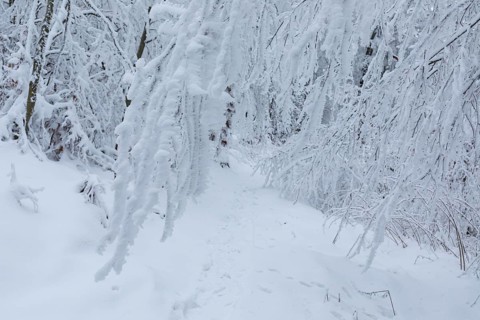 Forest path leads through trees thickly covered with snow and hoarfrost on the Czorneboh, great