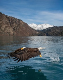 Bald Eagle (Haliaeetus leucocephalus) with fish in claws, Alaska, USA