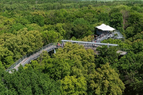 View from the viewing platform of the treetops with the treetop path, UNESCO World Heritage Site