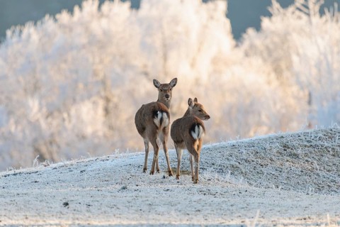 Two female Japanese sika deer (Cervus nippon nippon) stand on a meadow covered with hoarfrost in