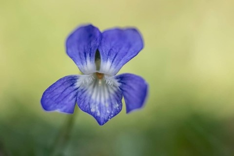 Grove violet (Viola riviniana), Emsland, Lower Saxony, Germany