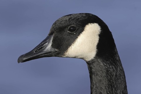 Canada Goose (Branta canadensis), British Columbia, Canada