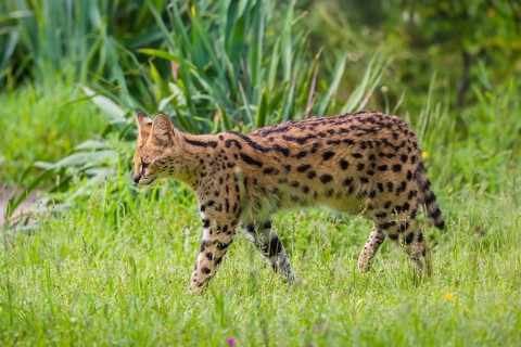 A male serval, Leptailurus serval, running across a green meadow