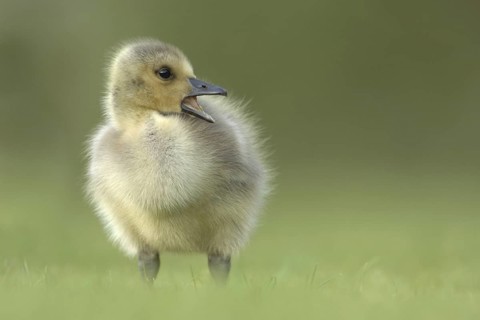 Canada Goose (Branta canadensis) chick, North Rhine-Westphalia, Germany