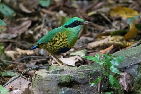Bar-bellied Pitta (Hydrornis elliotii) male perched on the ground, Cuc Phuong, Vietnam