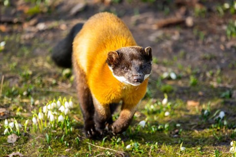 Yellow-throated marten (Martes flavigula) in a forest, captive, Germany