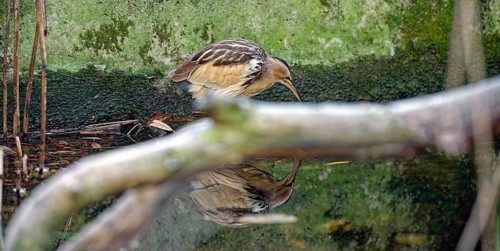 Little bittern (Botaurus minutus), reflected in the water, side view, captive, Alpenzoo Innsbruck,