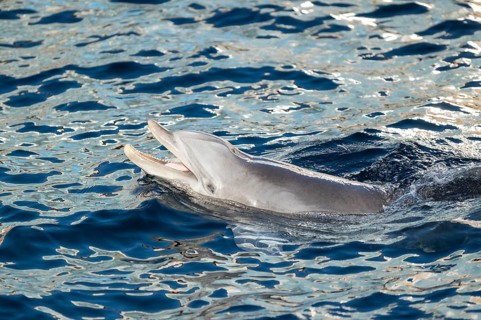 Common bottlenose dolphin (Tursiops truncatus) or Atlantic bottlenose dolphin playing in the water,