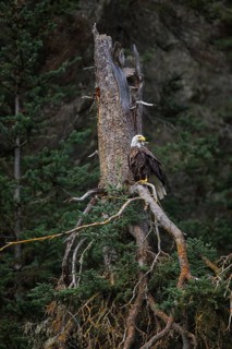 Bald Eagle (Haliaeetus leucocephalus), British Columbia, Canada