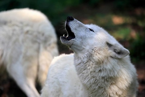 Arctic wolf (Canis lupus arctos), white wolf, Arctic wolf, adult, howling, in summer, captive,