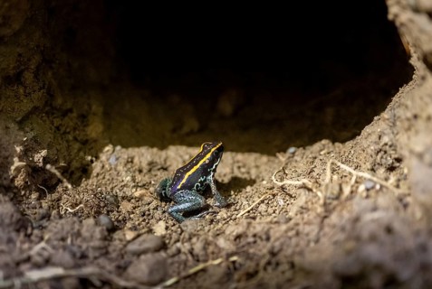 Golfodulcean poison frog (Phyllobates vittatus), sitting in a burrow, Corcovado National Park, Osa,