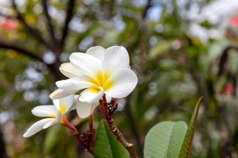 White frangipani (Plumeria pudica), San Cristobal, Galapagos, Ecuador