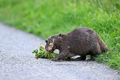 European beavers (Castor fiber), walking along a field path with a turnip in its mouth, Freiamt,