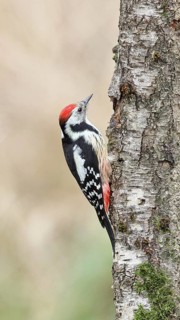 Middle spotted woodpecker (Dendrocopos medius) foraging on the trunk of a grey birch (Betula