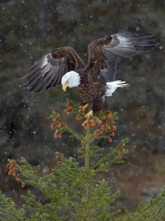 Bald Eagle (Haliaeetus leucocephalus) perched on top of pine tree in snow fall, Alaska, USA