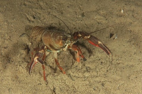 Signal crayfish (Pacifastacus leniusculus), American crayfish, invasive species, with red claws on