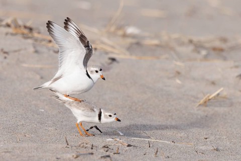 Piping Plover (Charadrius melodus) pair mating on beach, Massachusetts, USA