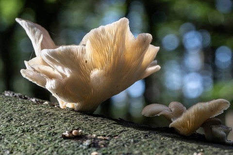 Branched oyster fungus (Pleurotus cornicopiae), Emsland, Lower Saxony, Germany