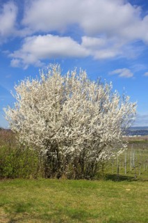 Magnificently flowering blackthorn (Prunus spinosa), Paudorf, Lower Austria, Austria