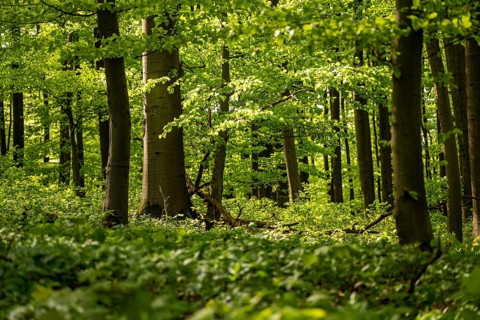 Dense green beech forest with sunlight falling through the canopy, Bad Pyrmont, Lower Saxony,