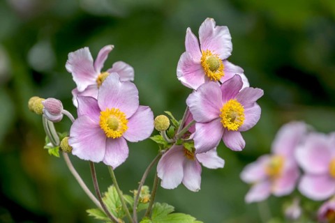 Autumn anemone (Anemone hupehensis), North Rhine-Westphalia, Germany