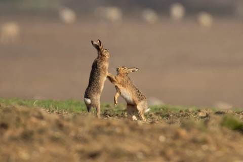 European brown hare (Lepus europaeus) two adult animal hares boxing in a farmland cereal field in