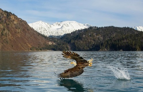 Bald Eagle (Haliaeetus leucocephalus) with fish in claws, Alaska, USA