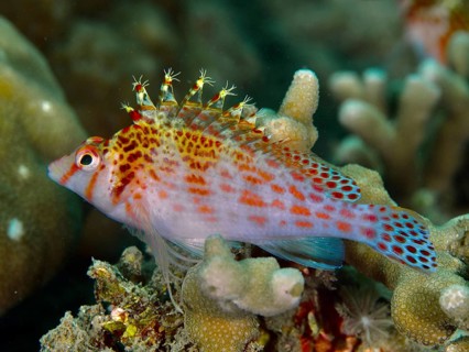 Fish with red spots, Dwarf Hawkfish (Cirrhitichthys falco), resting on corals, dive site Spice
