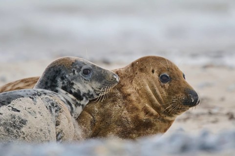 Grey seal (Halichoerus grypus) playing with each other on the beach, Düne, Helgoland,