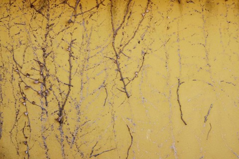 Yellow house wall with traces of ivy, Germany