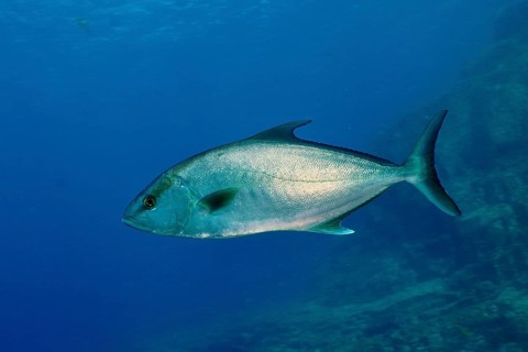A single silver fish, eye-stripe amberjack (Seriola rivoliana), swimming in the open sea, dive site