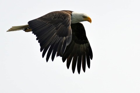 A bald eagle spreads its wings and flies through the air, National Park, Khutzeymateen Grizzly Bear