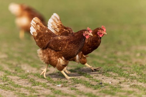 Two brown chickens walking on a green meadow, domestic chicken, Rhineland-Palatinate, Germany