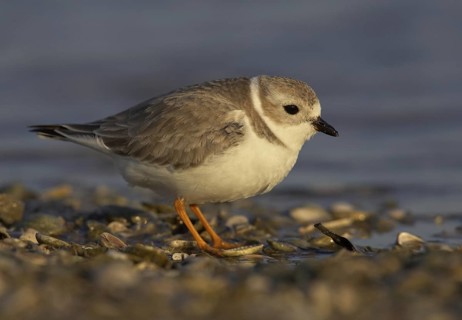 Piping Plover (Charadrius melodus), Florida, USA